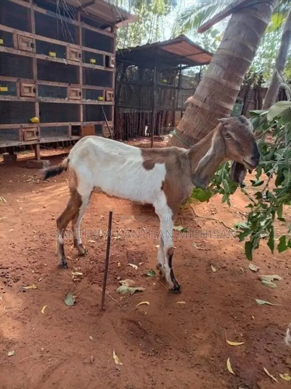 Farm Goat