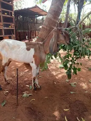 Farm Goat