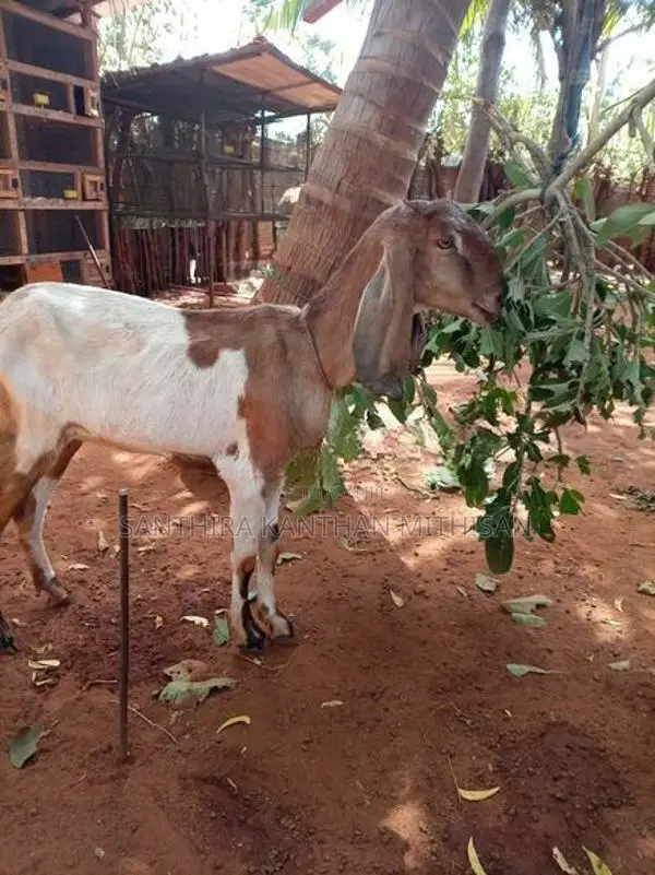 Farm Goat