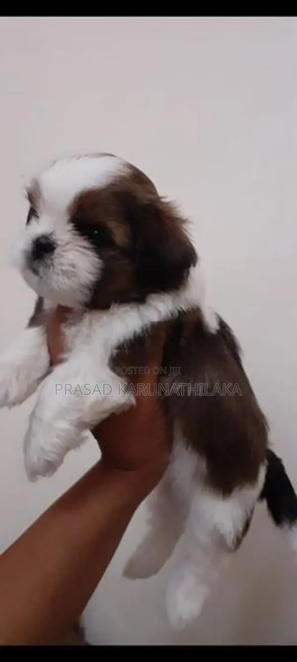 ShitTzu puppy
