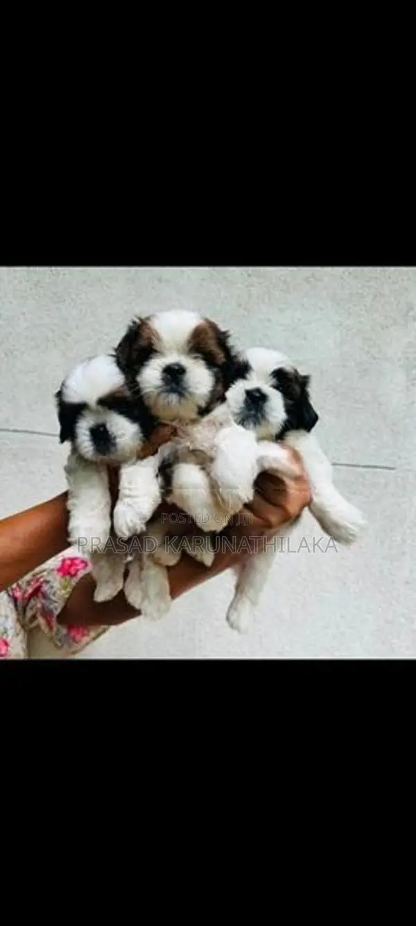 ShitTzu puppy