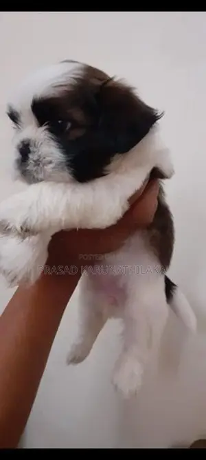 ShitTzu puppy