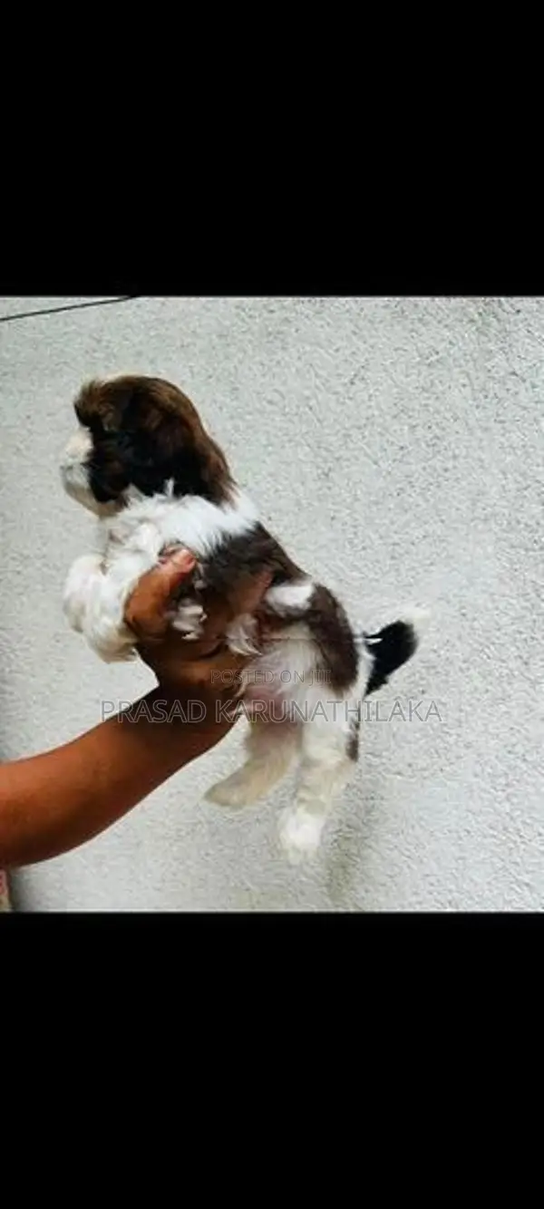 ShitTzu puppy
