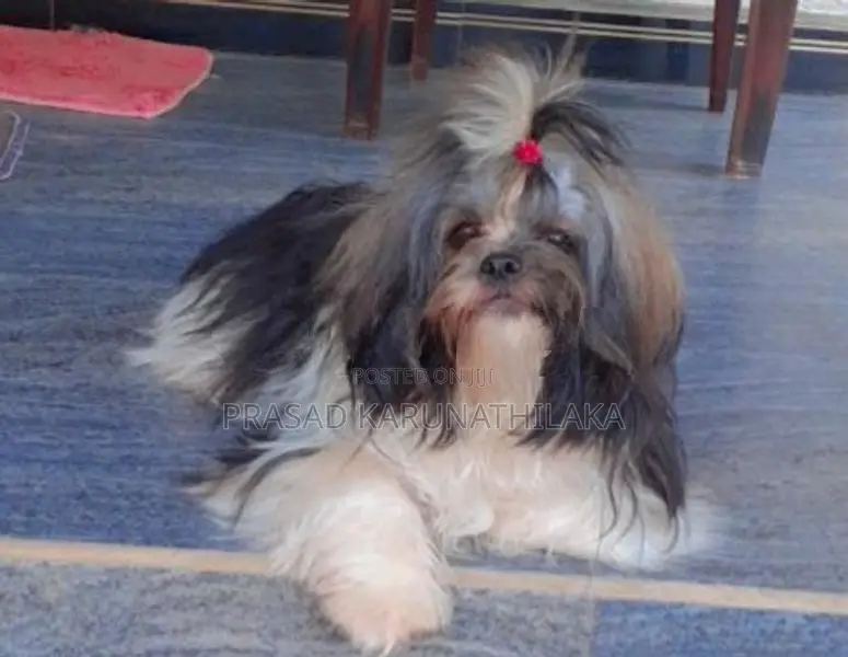 ShitTzu puppy