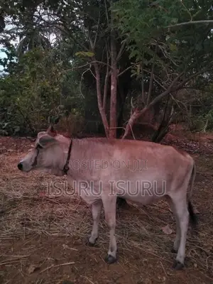 නෑම්බිය