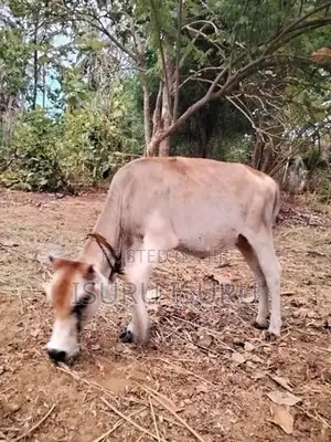 නෑම්බිය