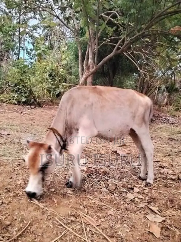 නෑම්බිය