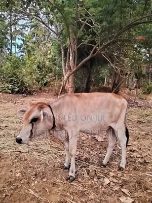 නෑම්බිය