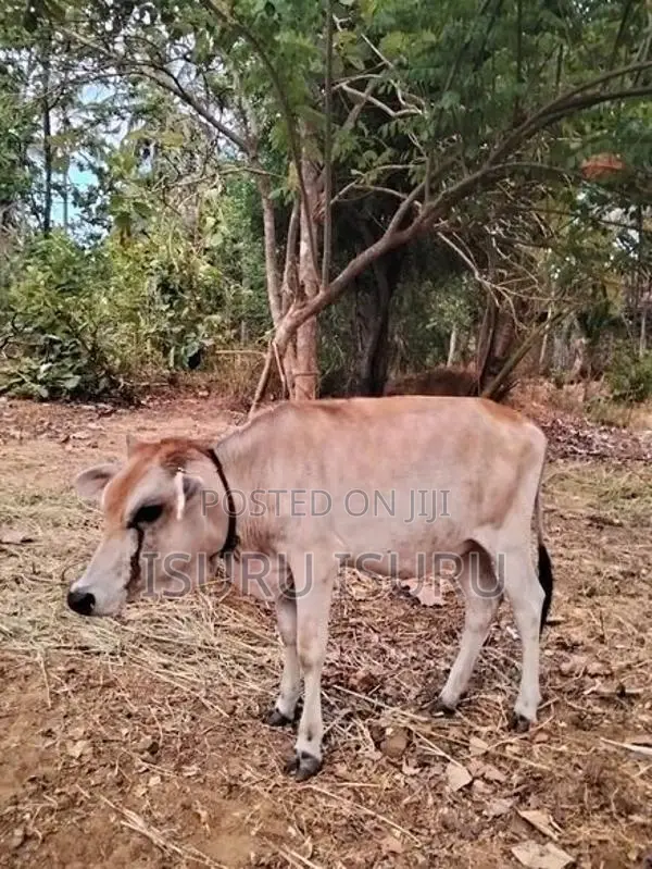නෑම්බිය