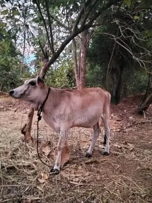 නෑම්බිය