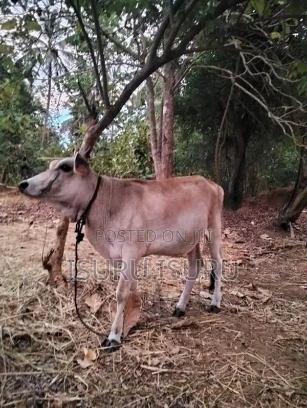 නෑම්බිය