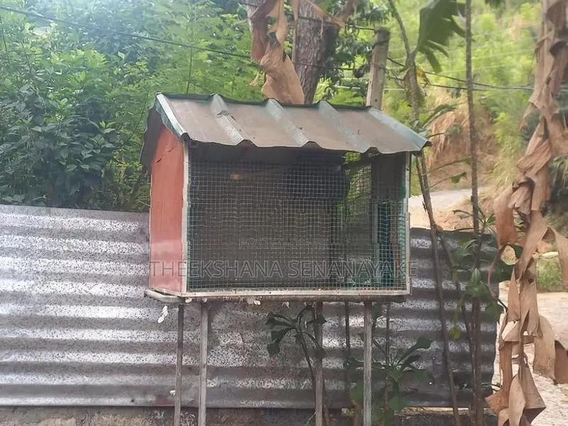 birds cage