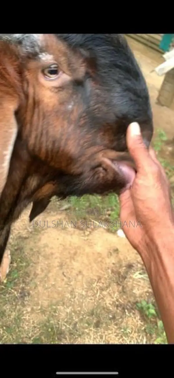 Goats