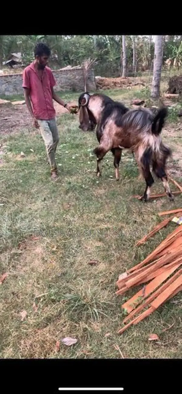 Goats