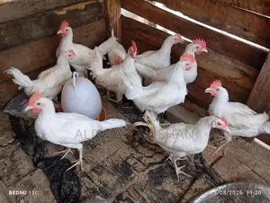 பண்ணை கோழி