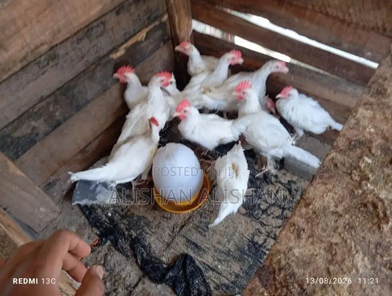 பண்ணை கோழி