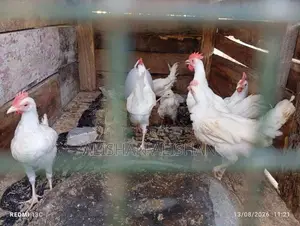 பண்ணை கோழி