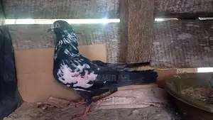 Pigeon