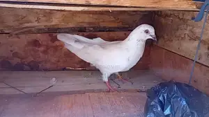Pigeon