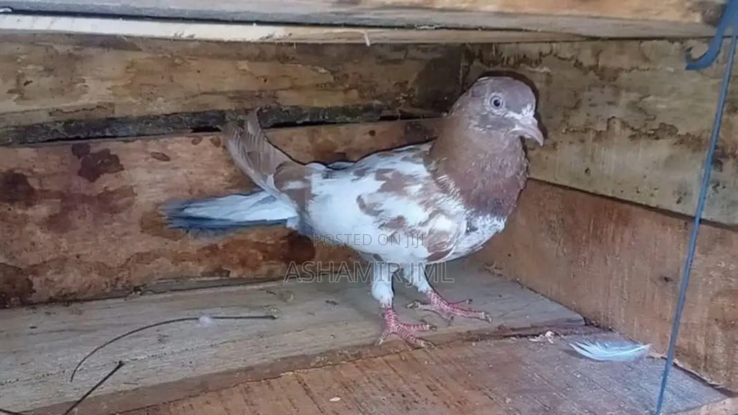 Piegen