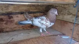 Piegen