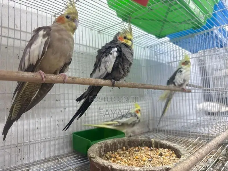 Cockatiels Bird