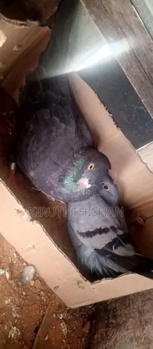 Timer Pigeon