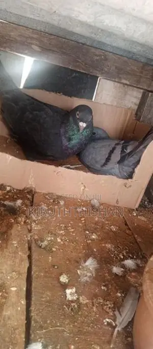 Timers Pigeon