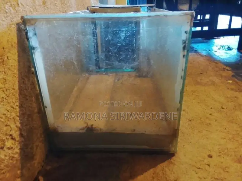Fish Tank