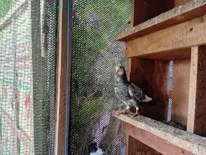 Pigeons