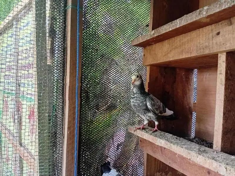 Pigeons