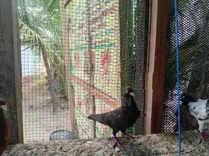 Pigeons