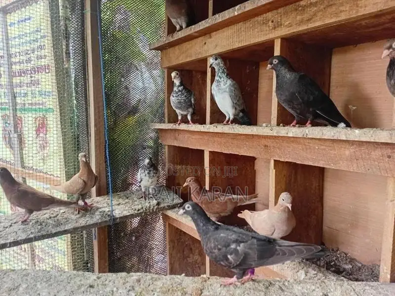 Pigeons