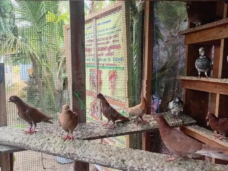 Pigeons