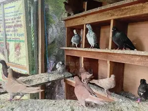Pigeons