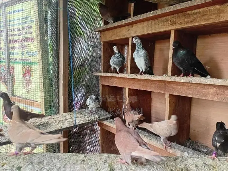 Pigeons