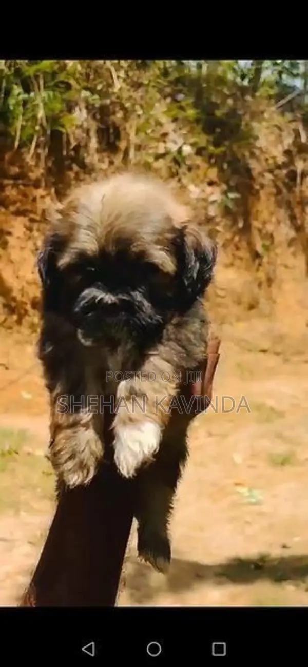 ShihTzu Puppy