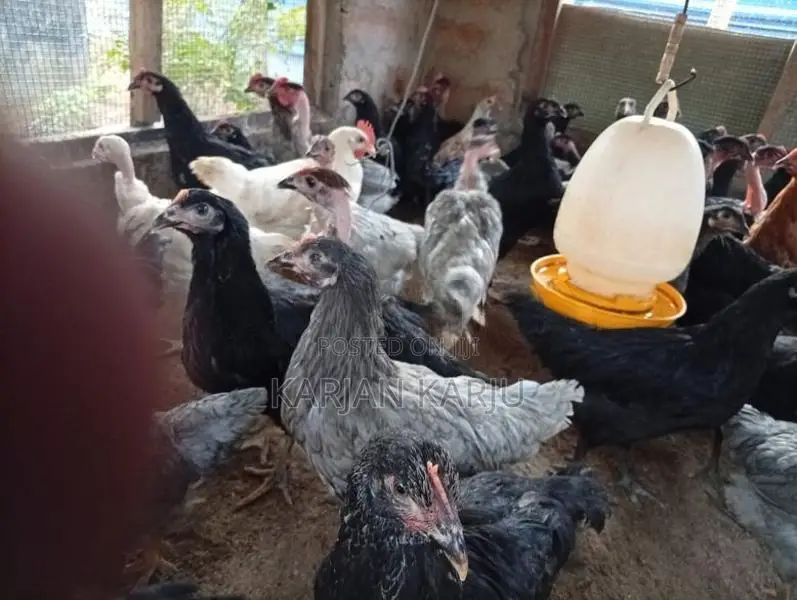 ஊர்க்கோழிகள்