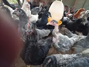 ஊர்க்கோழிகள்