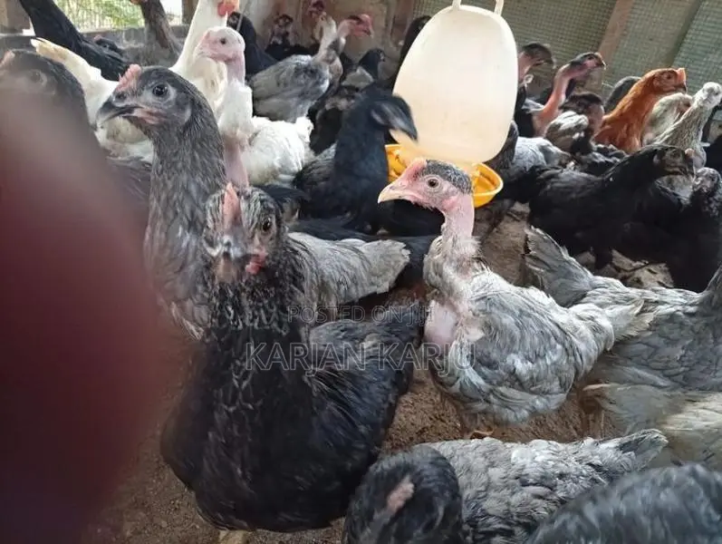 ஊர்க்கோழிகள்