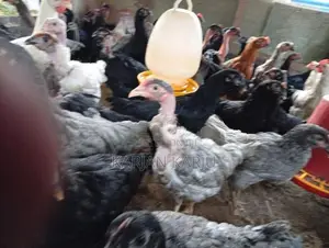 ஊர்க்கோழிகள்