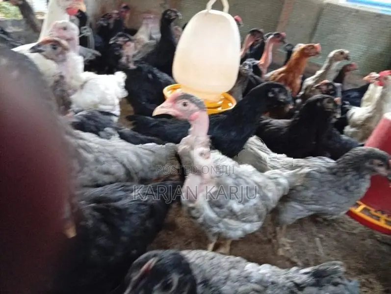 ஊர்க்கோழிகள்
