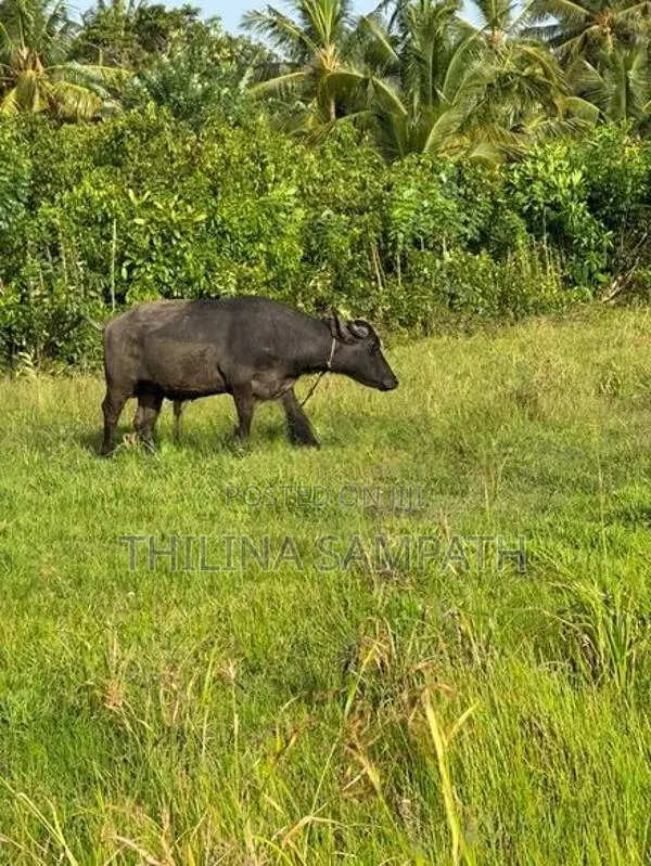 Cow