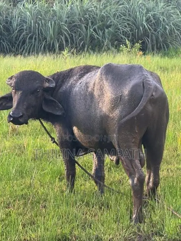 Cow