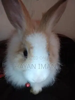 Angora Rabbit with Cage
