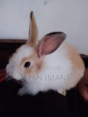 Angora Rabbit with Cage
