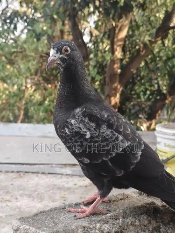 Indian Pigeon