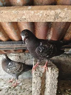 Indian Pigeon