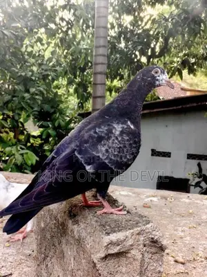 Indian Pigeon