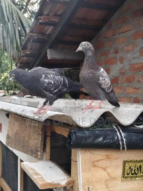 Indian Pigeon